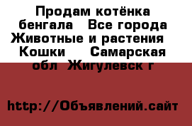 Продам котёнка бенгала - Все города Животные и растения » Кошки   . Самарская обл.,Жигулевск г.